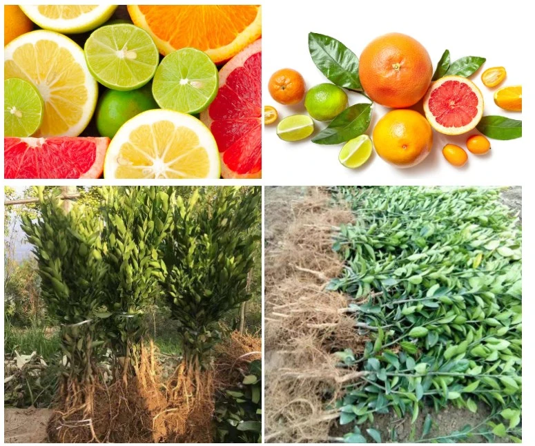 Wholesale High Quality Grafted Mandarin Orange Citrus Limon/Lemon Tree Seedling of Myrica Rubra Fruit Tree Seedling